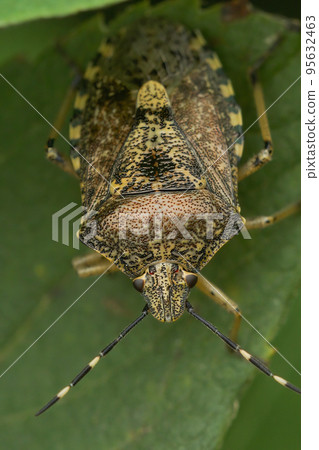 Closeup on the European mottled shieldbug, Rhaphigaster nebulosa sitting in the vegation in the garden Closeup on the European mottled shieldbug, Rhaphigaster nebulosa sitting in the vegation in the garden 95632463