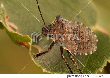Closeup on the European mottled shieldbug, Rhaphigaster nebulosa sitting on a green leaf Closeup on the European mottled shieldbug, Rhaphigaster nebulosa sitting on a green leaf 95632465