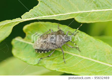 Closeup on the European mottled shieldbug, Rhaphigaster nebulosa sitting on a green leaf 95632469