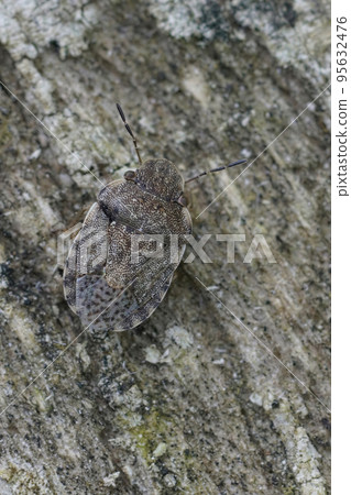 Closeup on the rare sectrevive and small sandrunner shieldbug, Sciocoris cursitans 95632476