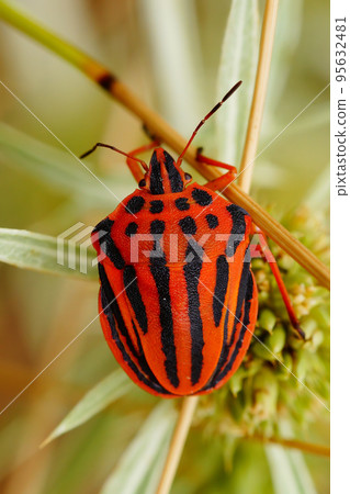 Closeup on the brilliant red colored Mediterranean striped shieldbug , Graphosoma semipunctatum Closeup on the brilliant red colored Mediterranean striped shieldbug , Graphosoma semipunctatum 95632481
