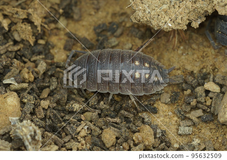 Closeup shot of Porcellio ornatus woodlice at Lake Venuela, Andalusia in Spain Closeup shot of Porcellio ornatus woodlice at Lake Venuela, Andalusia in Spain 95632509