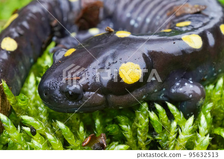Closeup on an adult male North-American Spotted mole salamander, Ambystoma maculatum 95632513