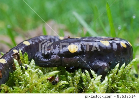 Closeup on an adult male North-American Spotted mole salamander, Ambystoma maculatum Closeup on an adult male North-American Spotted mole salamander, Ambystoma maculatum 95632514