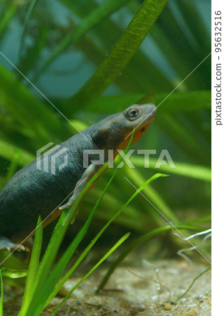 Closeup on an adult of the endangered Chinese endemic Fuding fire belly newt, Cynops fudingensis 95632516