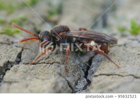 Closeup on a colorful female bear-clawed Nomada alboguttata cuckoo solitary bee 95632521
