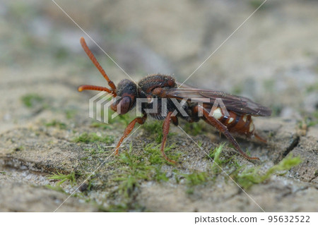 Closeup on a colorful female bear-clawed Nomada alboguttata cuckoo solitary bee 95632522