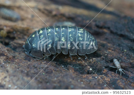 Closeup on common pill-bug woodlice, common pill-bug, Armadillidium vulgare, sitting on wood Closeup on common pill-bug woodlice, common pill-bug, Armadillidium vulgare, sitting on wood 95632523