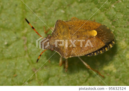 Closeup on the rare Vernal shieldbug, Holcostethus strictus sitting non green leaf Closeup on the rare Vernal shieldbug, Holcostethus strictus sitting non green leaf 95632524
