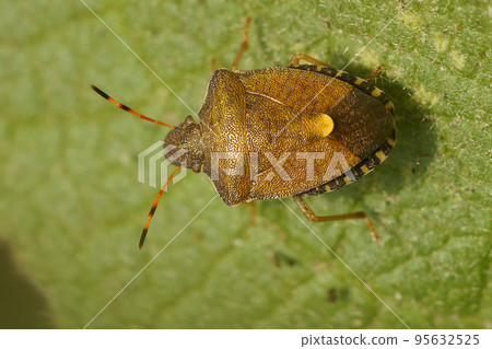 Closeup on the rare Vernal shieldbug, Holcostethus strictus sitting non green leaf Closeup on the rare Vernal shieldbug, Holcostethus strictus sitting non green leaf 95632525