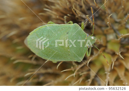 Closeup on an adult green Southern shieldbug, Nezara viridula, Rousson, sitting on a thistle 95632526