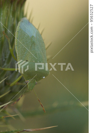 Closeup on an adult green Southern shieldbug, Nezara viridula, Rousson, sitting on a thistle Closeup on an adult green Southern shieldbug, Nezara viridula, Rousson, sitting on a thistle 95632527