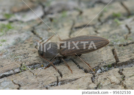 Closeup on a striped brown clicking beetle, Agriotes lineatus, a pest species for crops and agriculture 95632530