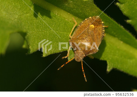 Closeup on the rare Vernal shieldbug, Peribalus strictus sitting non green leaf 95632536