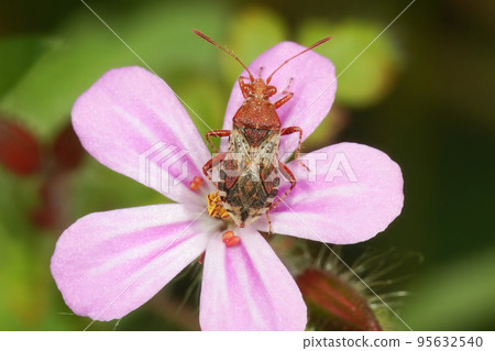 Closeup on an adult scentless Rhopalid plant bug, Rhopalus subrufus in the garden 95632540