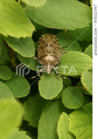 Vertical closeup on an adult mottled shieldbug, Rhaphigaster nebulosa midst green foliage 95632547