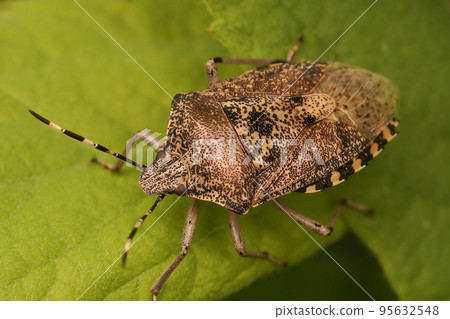 Closeup on an adult mottled shieldbug, Rhaphigaster nebulosa sitting on a green leaf 95632548
