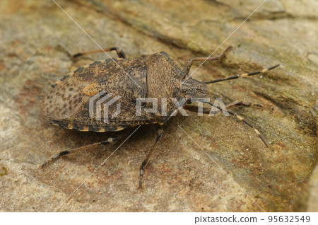 Closeup on an adult mottled shieldbug, Rhaphigaster nebulosa sitting on wood 95632549