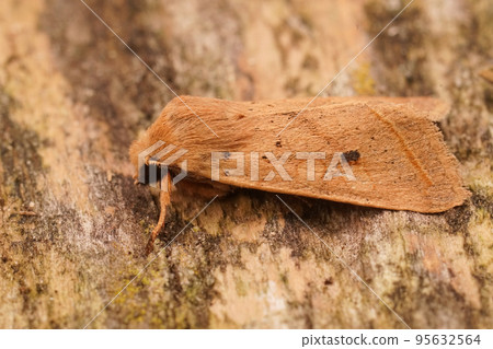 Closeup on a yellow brown autumn owl moth, Agrochola macilenta sitting on wood 95632564
