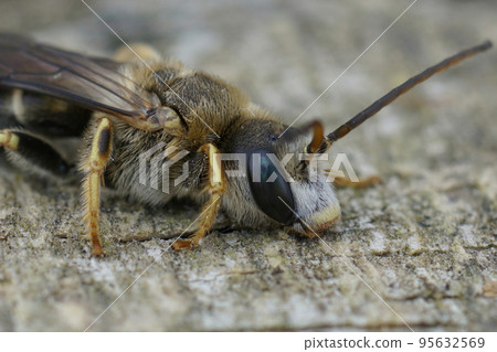 Closeup on a hairy male Great banded furrow bee, Halictus scabiosae, sitting on wood Closeup on a hairy male Great banded furrow bee, Halictus scabiosae, sitting on wood 95632569
