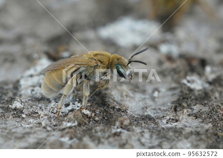 Closeup of a female of the Mealy Metallic-Furrow Bee, Vestitohalict pollinosus Closeup of a female of the Mealy Metallic-Furrow Bee, Vestitohalict pollinosus 95632572
