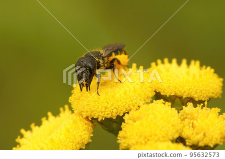 Closeup on a female Large-headed Armoured-Resin Bee, Large-headed Resin Bee, Herideas truncorum sitting on a Tansy flower 95632573
