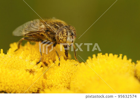 Closeup on the small spotty-eyed hoverfly, Eristalinus sepulchralis on a yellow Tansy flower, Tanacetum vulgare Closeup on the small spotty-eyed hoverfly, Eristalinus sepulchralis on a yellow Tansy flower, Tanacetum vulgare 95632574