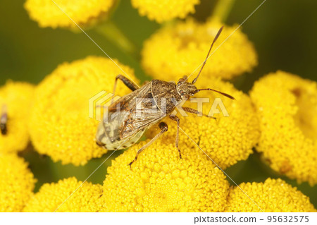 Closeup on a Stictopleurus punctatonervosus shiedlbug on a yellow Tansy flower Closeup on a Stictopleurus punctatonervosus shiedlbug on a yellow Tansy flower 95632575