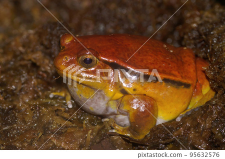 Closeup on an adult orange Dyscophus guineti, Tomato frog Closeup on an adult orange Dyscophus guineti, Tomato frog 95632576