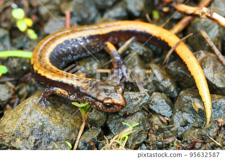 Close up of the yellow form of the Western redback salamander , Plethodon vehiculum 95632587