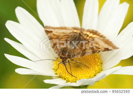The burnet companion owlet moth , Euclidia glyphica, is a day active moth The burnet companion owlet moth , Euclidia glyphica, is a day active moth 95632593