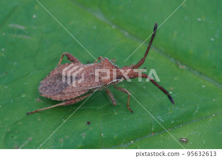 Close up of a squash bug , Coriomeris denticulatus on a green leaf Close up of a squash bug , Coriomeris denticulatus on a green leaf 95632613