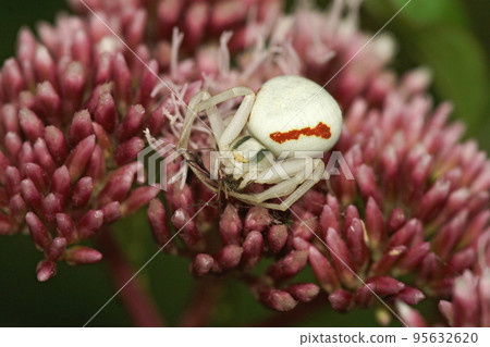 Closeup on a white Goldenrod or flower crab spider Misumena vatia sitting on a purple flower Closeup on a white Goldenrod or flower crab spider Misumena vatia sitting on a purple flower 95632620