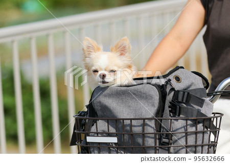 騎在自行車前籃裡的長毛吉娃娃 95632666