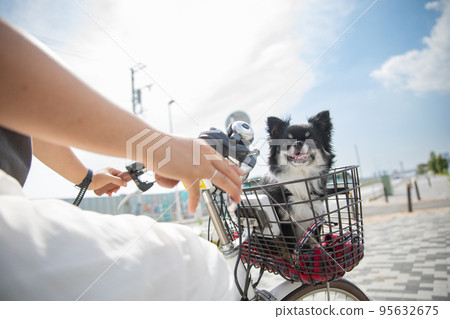 Long coat chihuahua riding in the front basket of a bicycle under the blue sky 95632675