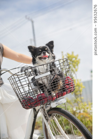 Long-coated Chihuahua riding in the front basket of a bicycle 95632676