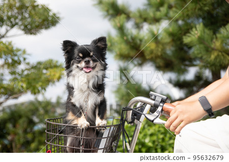 Long-coated Chihuahua riding in the front basket of a bicycle Long-coated Chihuahua riding in the front basket of a bicycle 95632679
