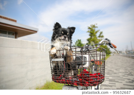 Long coat chihuahua riding in the front basket of a bicycle under the blue sky 95632687