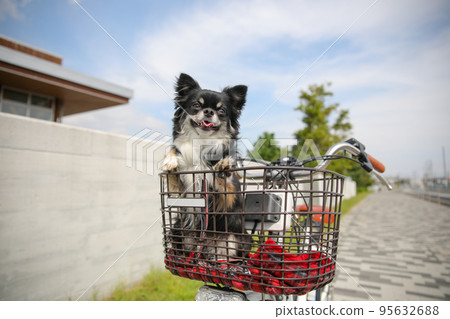 Long coat chihuahua riding in the front basket of a bicycle under the blue sky 95632688