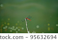 紅蜻蜓池 95632694