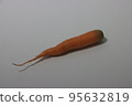 carrot 95632819