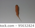 carrot 95632824