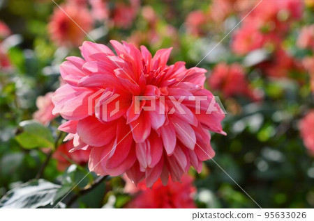 Dahlia red Dahlia red 95633026