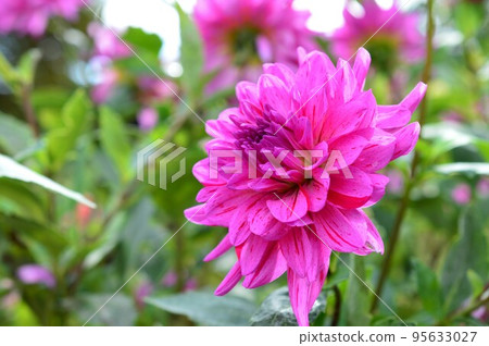 Dahlia squeeze pattern 95633027