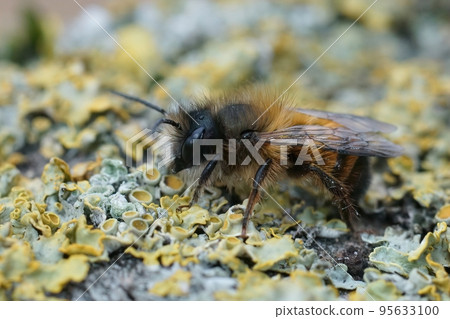 Closeup on a fresh emerged male red mason bee, Osmia rufa Closeup on a fresh emerged male red mason bee, Osmia rufa 95633100