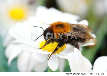 Closeup on a queen tree bumblebee, Bombus hypnorum sitting on a white flower Closeup on a queen tree bumblebee, Bombus hypnorum sitting on a white flower 95633101