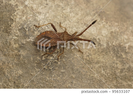 Closeup of a Mediterranean squash bug , Coriomeris denticulatus on a green leaf 95633107