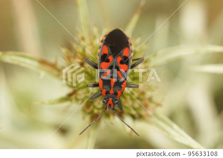 Closeup on a colorful red and black Mediterranean ground bug , Spilostethus saxatilis 95633108
