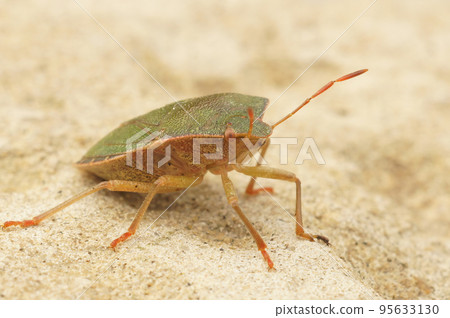 Closeup on the green shieldbug, Palomena prasina 95633130