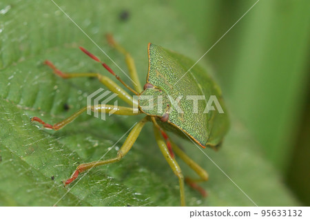 Closeup on the green shieldbug, Palomena prasina 95633132